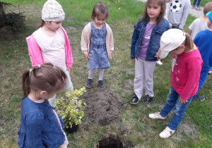 Dzieci w przedszkolnym ogródku przygotowują się do sadzenia zielonych roślin.
