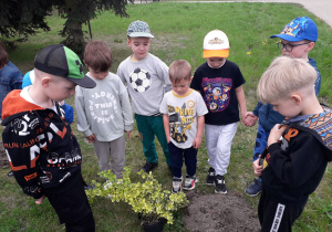 Dzieci w przedszkolnym ogródku przygotowują się do sadzenia zielonych roślin.