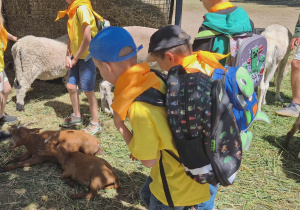 Dzieci w mini zoo oglądają kozy