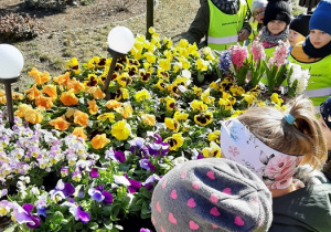 Na dworze- grupa przedszkolaków ogląda wystawę wiosennych kwiatów z kwiaciarni.