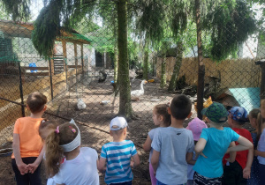 Przedszkolaki oglądają ptaki w mini zoo