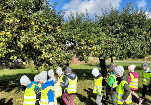 Dzieci w sadzie. Przyglądają się jabłkom na jabłoni oraz tym, które spadły.