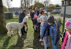 Dzieci z grupy 5,6 latków ustawione na placu przedszkolnym. Właściciel prezentuje im alpaki, opowiada ciekawostki.