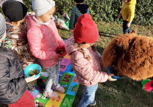Dzieci z grupy 3,4,5 latków karmą alpakę z kolorowych plastikowych miseczek.