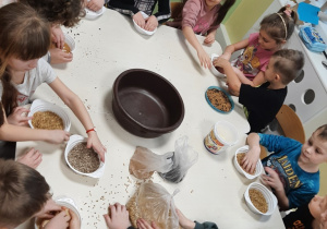 Dzieci siedzą przy stoliku, mieszają w miseczkach ziarna owsa, pszenicy, siemienia, słonecznika.
