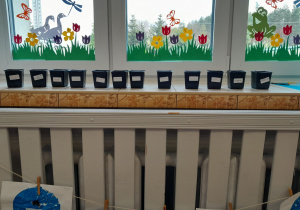 Prezentacja podpisanych doniczek z koprem na parapecie okna przedszkolnego