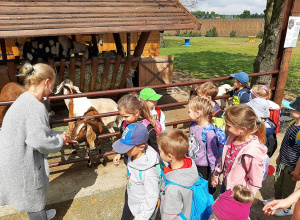 Grupa dzieci przy zagrodzie dla kóz. Przewodnik opowiada ciekawostki o zwierzętach.