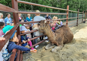Przedszkolaki przy zagrodzie z wielbłądem wysłuchują ciekawostek opowiadanych przez przewodnika.