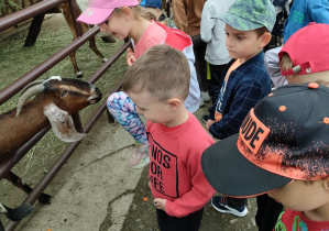 Dzieci stoją przy zagrodzie i karmią kozę.