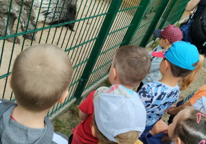 Dzieci podczas oglądania zwierząt w zagrodzie.