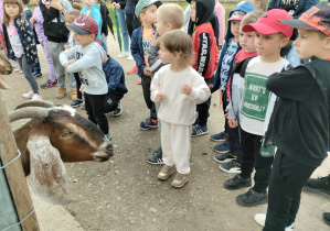 Dzieci stoją przy zagrodzie z kozami.