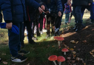 Dzieci oglądają grzyby w ogrodzie przedszkolnym