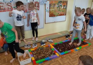 Dzieci spacerują po sensorycznej ścieżce wykonanej z kasztanów, suchych liści i ziaren kukurydzy.