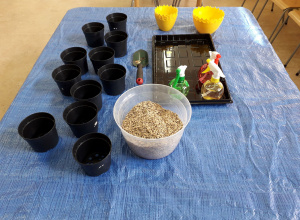 Zakładamy hodowlę owsa