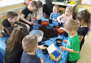 Dzieci wysiewają owies do doniczek.