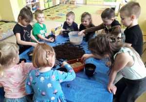 Dzieci wysiewają owies do doniczek.