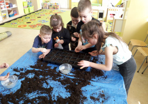 Przedszkolaki wysiewają nasionka aksamitek do specjalnego pojemnika na rozsadę.