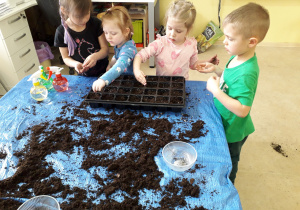 Przedszkolaki wysiewają nasionka aksamitek do specjalnego pojemnika na rozsadę.