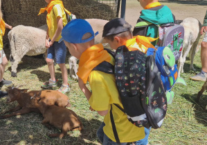 Dzieci w mini zoo oglądają kozy